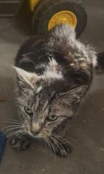 Found/Stray Female Cat last seen little shiloh and tyson drive, West Goshen Township, PA 19382