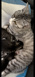 Reunited Female Cat last seen 56th Street and Thunderbird, Scottsdale, AZ 85254