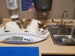 Reunited Female Cat last seen  Wash Plus  3401 Cleveland Ave Santa Rosa Ca 95403, Santa Rosa, CA 95403