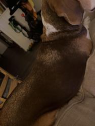 Reunited Male Dog last seen Vance & Lacy st near French Park, Santa Ana, CA 92701