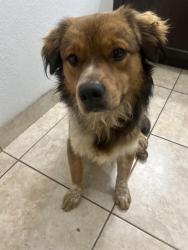 Found/Stray Male Dog last seen Near S Dixie Hwy hmstd, FL 33034 United States, Florida City, FL 33034