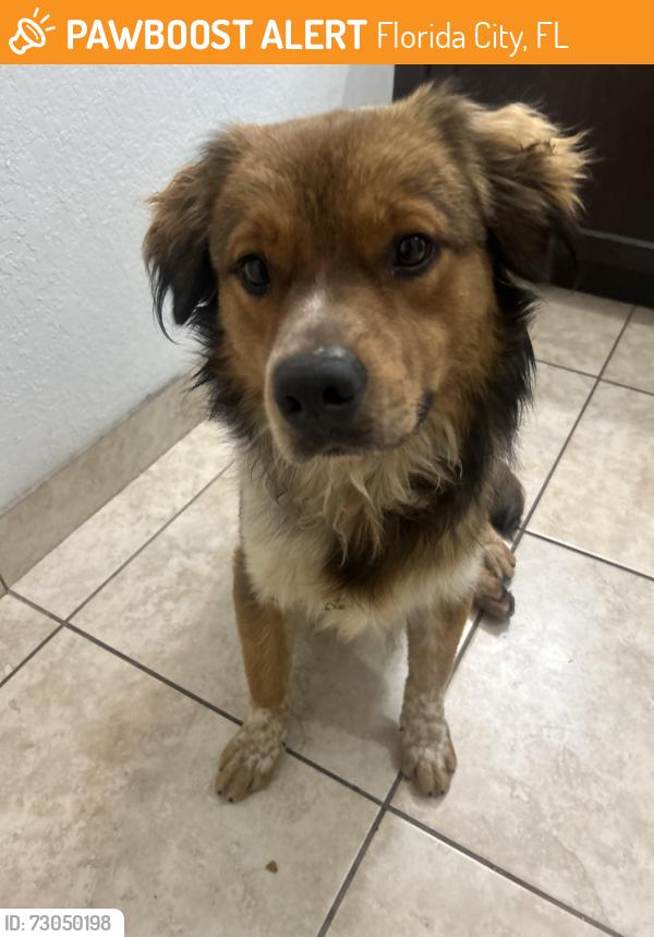 Found/Stray Male Dog last seen Near S Dixie Hwy hmstd, FL 33034 United States, Florida City, FL 33034