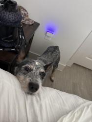 Lost Male Dog last seen Neighborhood , frontier road and Sam Houston rd in Willis, Willis, TX 77378