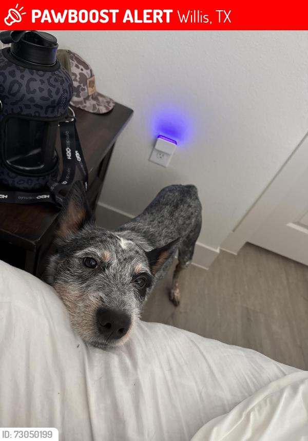 Lost Male Dog last seen Neighborhood , frontier road and Sam Houston rd in Willis, Willis, TX 77378