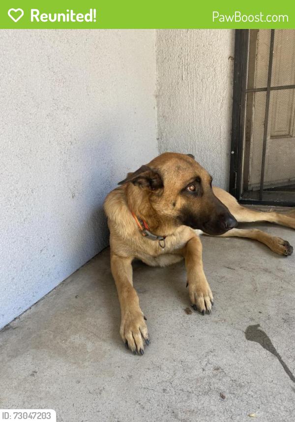 Reunited Male Dog last seen H st and 27, San Bernardino, CA 92405