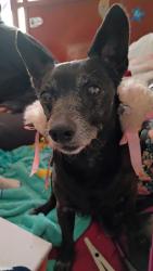 Lost Male Dog last seen Great plains zoo sf sd, Sioux Falls, SD 57104