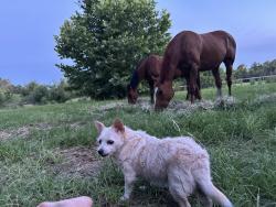 Lost Female Dog last seen 150th Ave  Morriston , Morriston, FL 32668