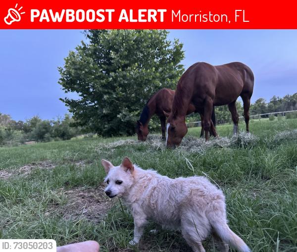 Lost Female Dog last seen 150th Ave  Morriston , Morriston, FL 32668