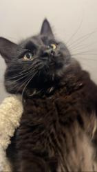 Lost Male Cat last seen NE Hollywood Ave Minneapolis, MN 55418, Minneapolis, MN 55421