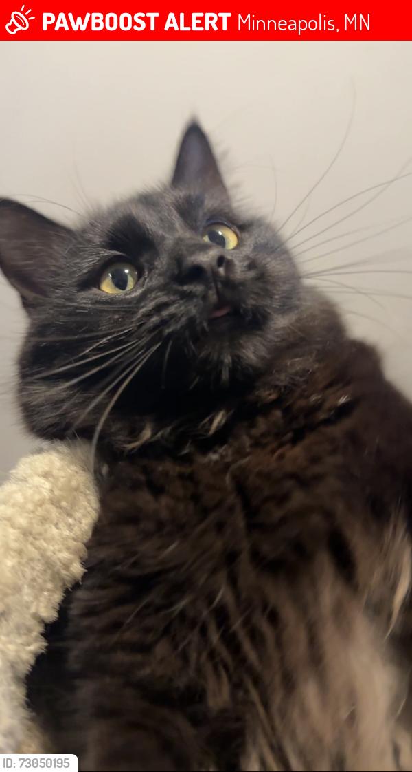 Lost Male Cat last seen NE Hollywood Ave Minneapolis, MN 55418, Minneapolis, MN 55421