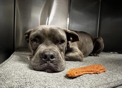 Shelter Stray Male Dog last seen , 957 N Gaffey St, San Pedro, CA 90731, USA
