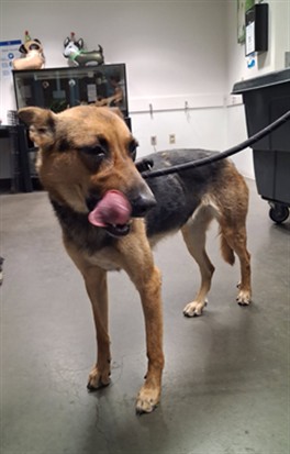Shelter Stray Female Dog last seen , West Valley Animal Shelter, 20655 Plummer St, Chatsworth, CA 91311, USA