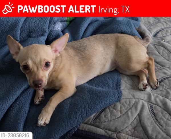 Lost Female Dog last seen Near Trae St, Irving, TX 75060, Irving, TX 75060