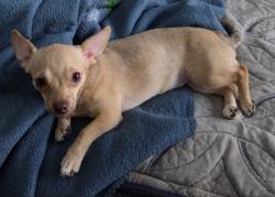 Lost Female Dog last seen Near Trae St, Irving, TX 75060, Irving, TX 75060