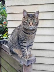 Reunited Female Cat last seen 34th Ave South & South Lander Street; Seattle, WA 98144, Seattle, WA 98144