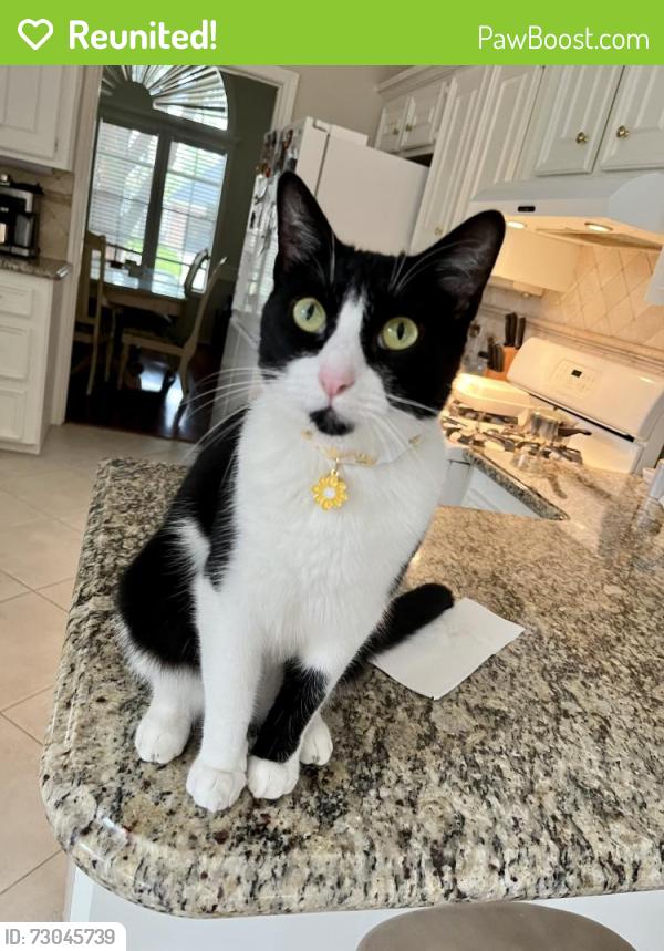 Reunited Female Cat last seen Sawdust rd, Spring, TX 77380