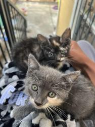 Found/Stray Unknown Cat last seen Gas station , Oakland, CA 94609