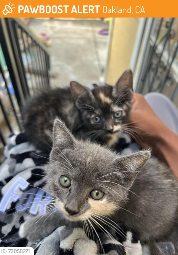 Found/Stray Unknown Cat last seen Gas station , Oakland, CA 94609