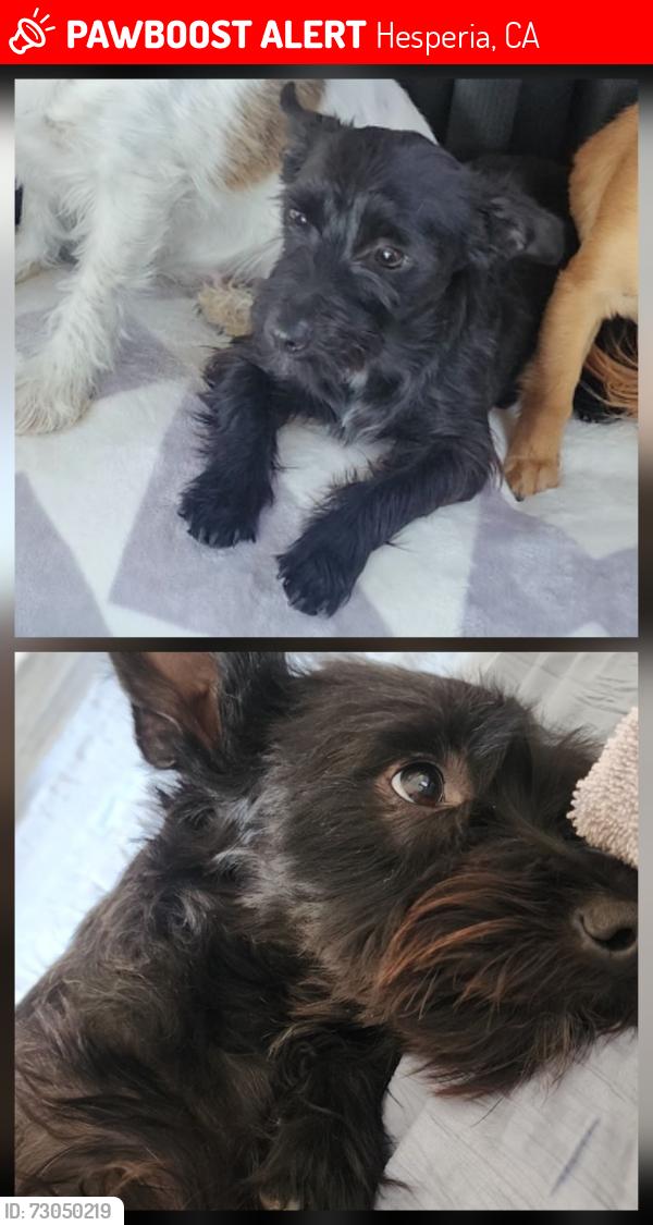 Lost Male Other last seen Ranchera rd, Hesperia, CA 92344