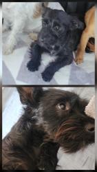 Lost Male Other last seen Ranchera rd, Hesperia, CA 92344