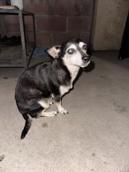 Found/Stray Female Dog last seen Firestation Bellflower, Bellflower, CA 90706