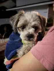 Reunited Unknown Dog last seen La Puente Road, Walnut, CA, Walnut, CA 91789