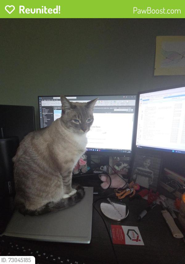 Reunited Male Cat last seen Quebec and University , Highlands Ranch, CO 80130