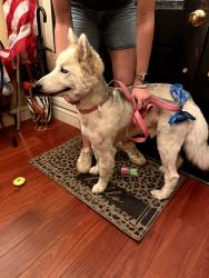 Found/Stray Male Dog last seen Cerro Villa Dr & Valley Dr, Orange, CA 92861