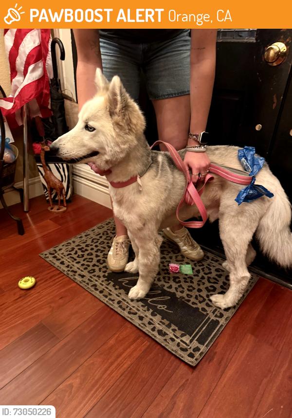 Found/Stray Male Dog last seen Cerro Villa Dr & Valley Dr, Orange, CA 92861
