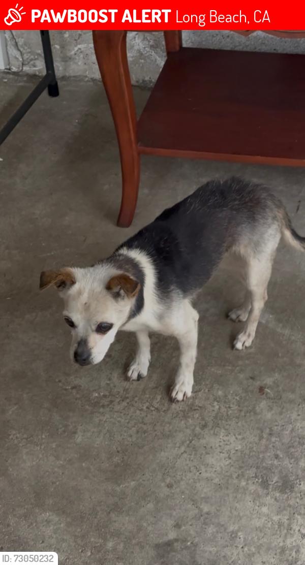 Lost Female Dog last seen E 220th Pl and Carlerik Ave Long Beach, CA , Long Beach, CA 90810