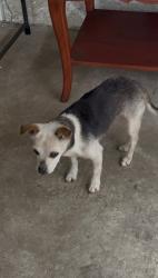 Lost Female Dog last seen E 220th Pl and Carlerik Ave Long Beach, CA , Long Beach, CA 90810