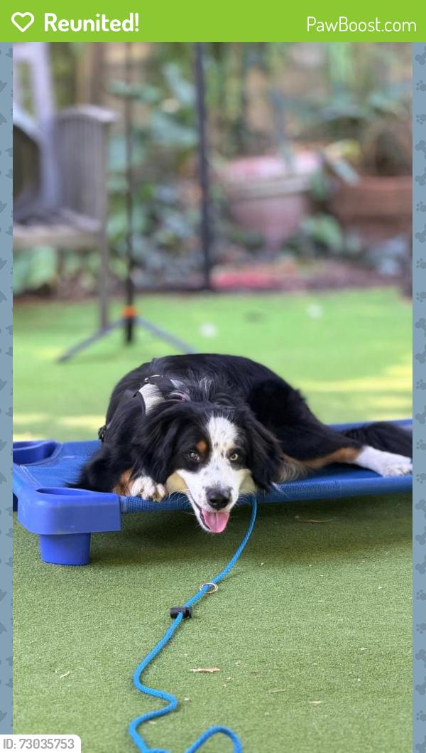 Reunited Male Dog last seen off of new ave on bannister , Santa Clara County, CA 95020