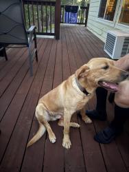 Found/Stray Male Dog last seen Suez Canal/upper crystal falls, Tuolumne County, CA 95383