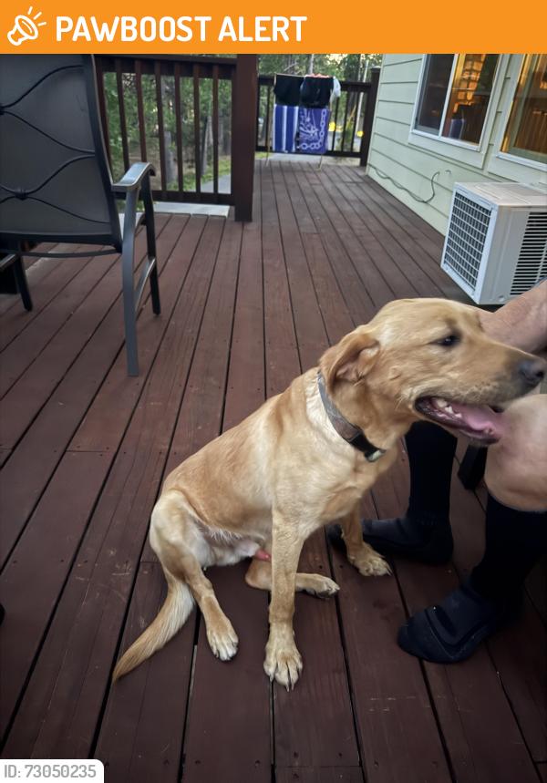 Found/Stray Male Dog last seen Suez Canal/upper crystal falls, Tuolumne County, CA 95383