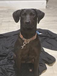 Found/Stray Female Dog last seen Near, Tulsa, OK 74107
