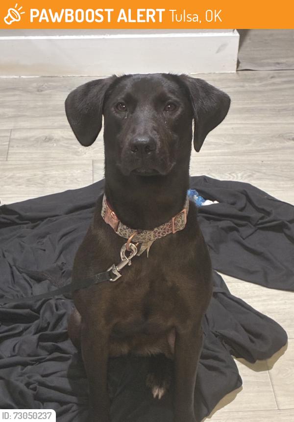 Found/Stray Female Dog last seen Near, Tulsa, OK 74107