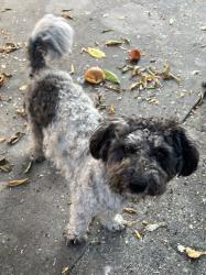 Found/Stray Male Dog last seen Giano Ave at Jeannie Dr, Los Angeles County, CA 91792