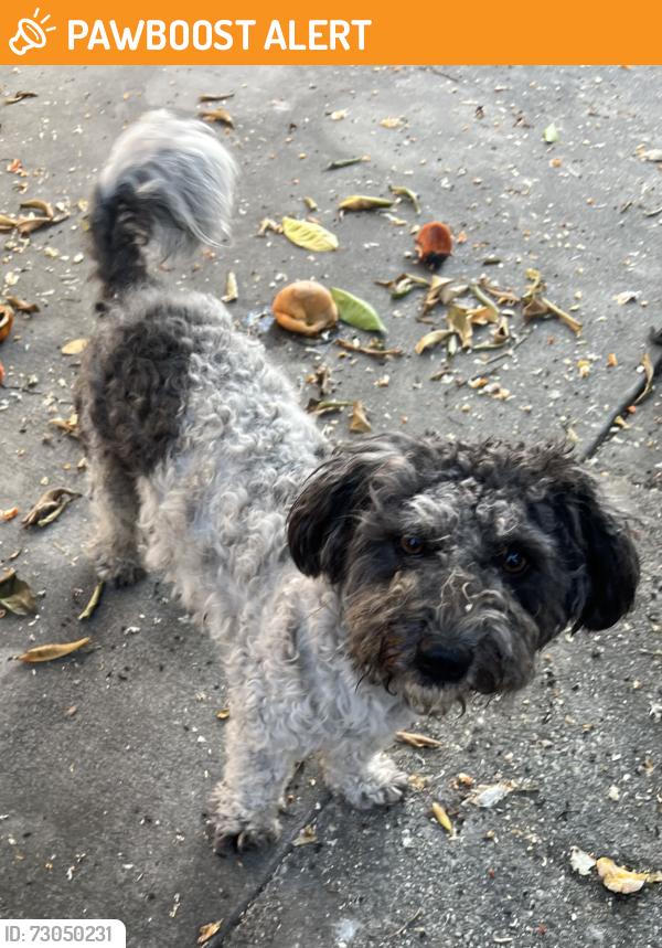 Found/Stray Male Dog last seen Giano Ave at Jeannie Dr, Los Angeles County, CA 91792