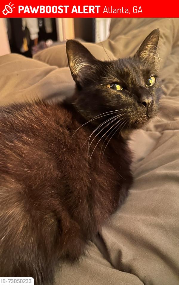 Lost Female Cat last seen Avon Ave, Atlanta, GA 30310
