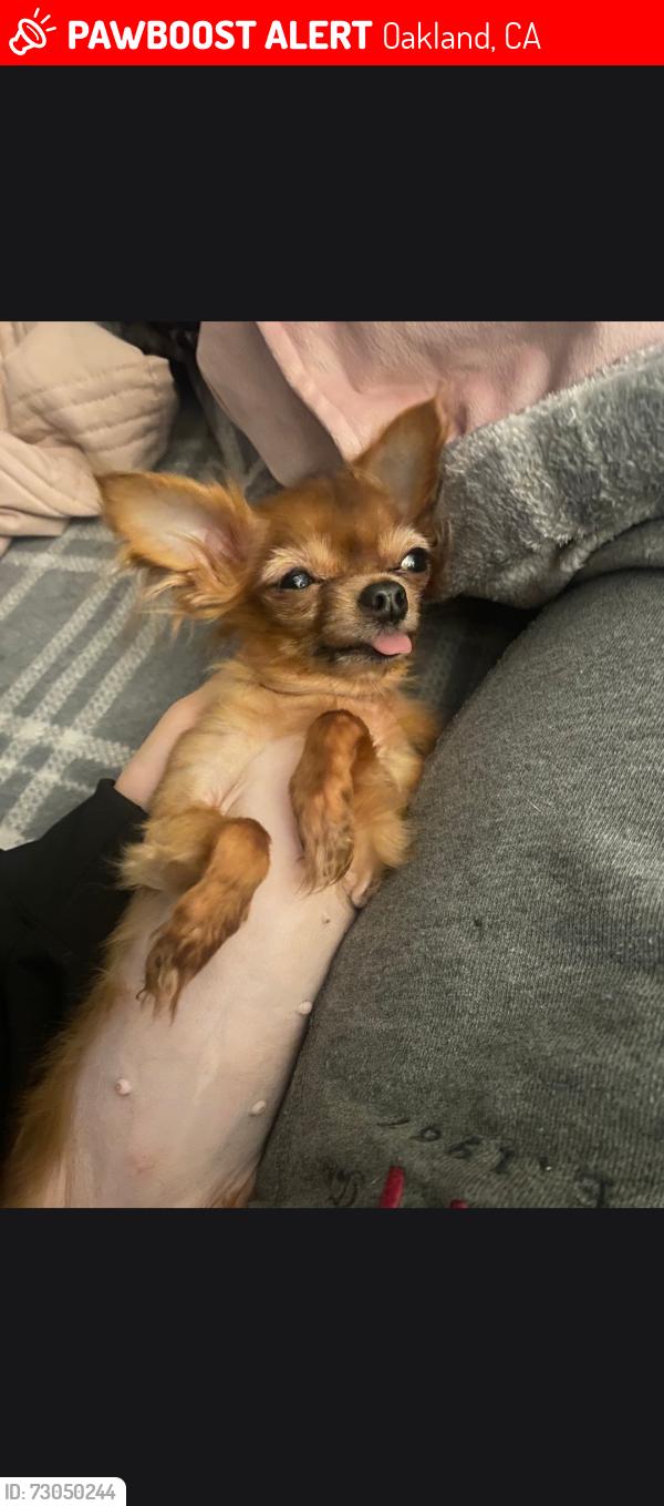 Lost Female Dog last seen Douglas Avenue in Oakland California, Oakland, CA 94603