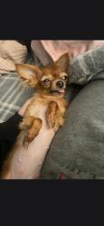 Lost Female Dog last seen Douglas Avenue in Oakland California, Oakland, CA 94603