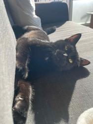 Lost Female Cat last seen Cite des jeunes close to the old library, Vaudreuil-Dorion, QC J7V 6T4