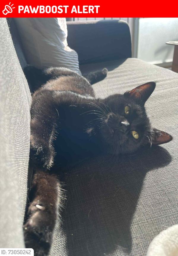 Lost Female Cat last seen Cite des jeunes close to the old library, Vaudreuil-Dorion, QC J7V 6T4