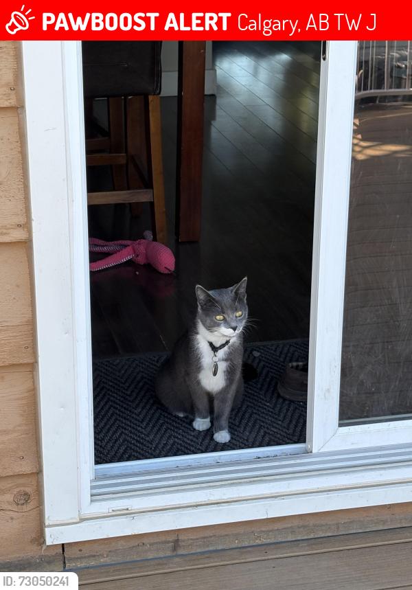 Lost Male Cat last seen Cedarille drive, Calgary, AB T2W 3J5