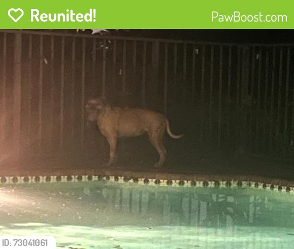 Reunited Unknown Dog last seen Parallel with C/Springs Drive , Coral Springs, FL 33071