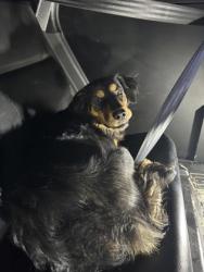 Shelter Stray Male Dog last seen Near McCart Ave, South District, TX, 355 Hillshire Dr, Haslet, TX 76052, USA