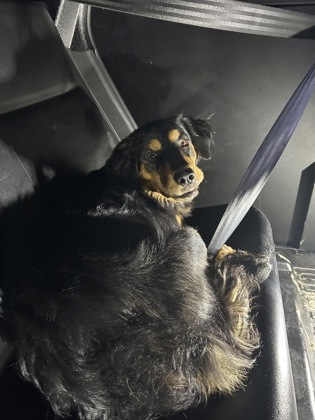 Shelter Stray Male Dog last seen Near McCart Ave, South District, TX, 355 Hillshire Dr, Haslet, TX 76052, USA