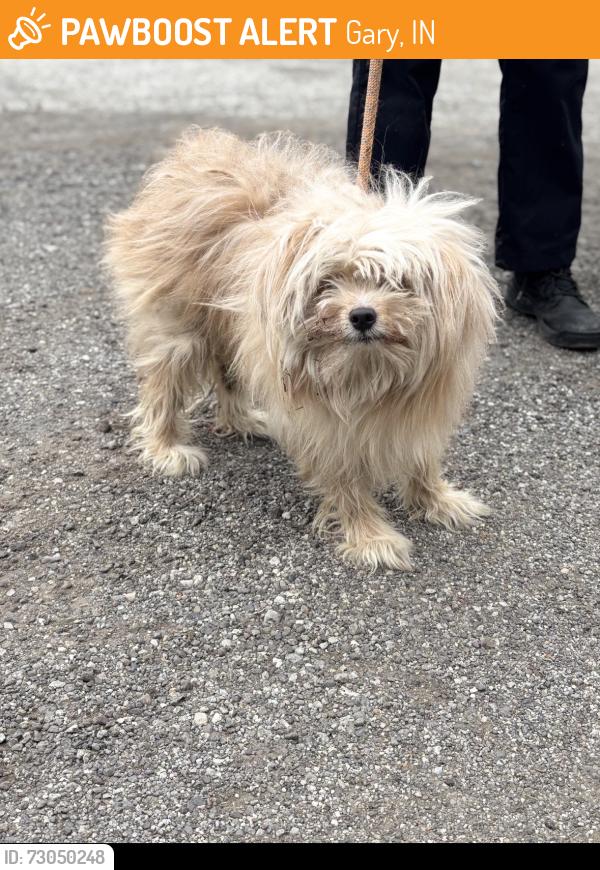 Found/Stray Unknown Dog last seen Gary Animal Control, Gary, IN 46402