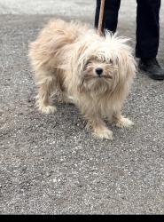 Found/Stray Unknown Dog last seen Gary Animal Control, Gary, IN 46402