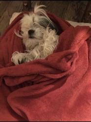 Lost Female Dog last seen On future st, Los Angeles, CA 90065
